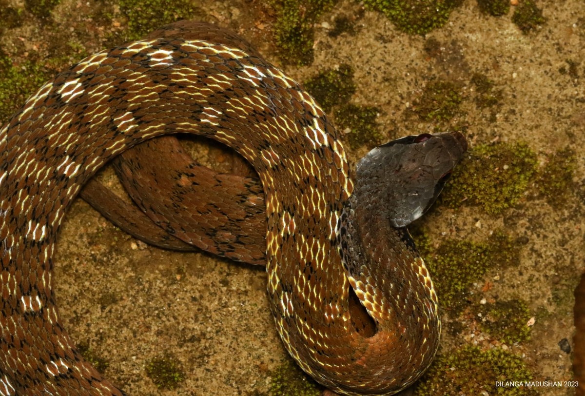 Rhabdophis ceylonensis Gunther, 1858